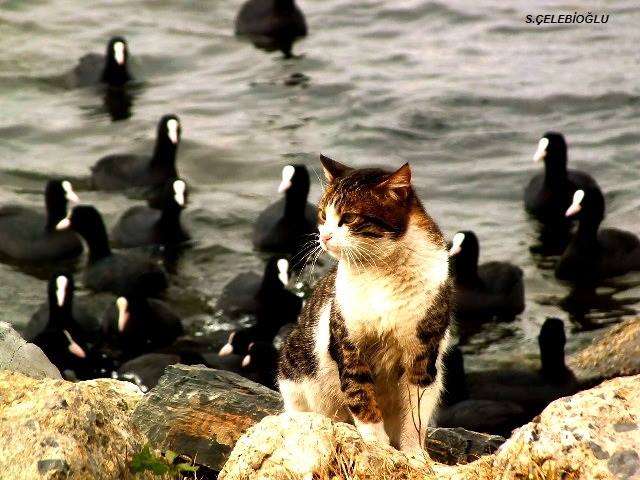 Eski Küçükçekmece Gölü Kedi ve Ördekler