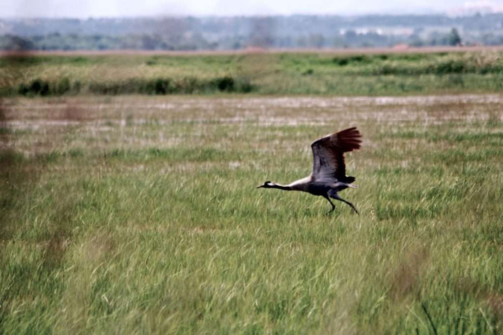 Kızılırmak Deltası Kuş Türleri