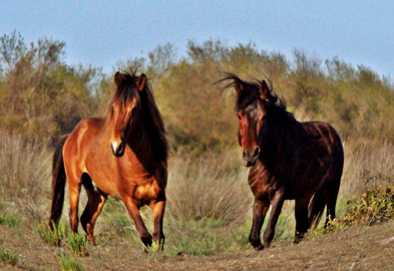 Kızılırmak Deltası Yılkı Atları