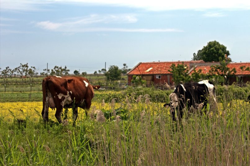 Kızılırmak Deltası İnekler