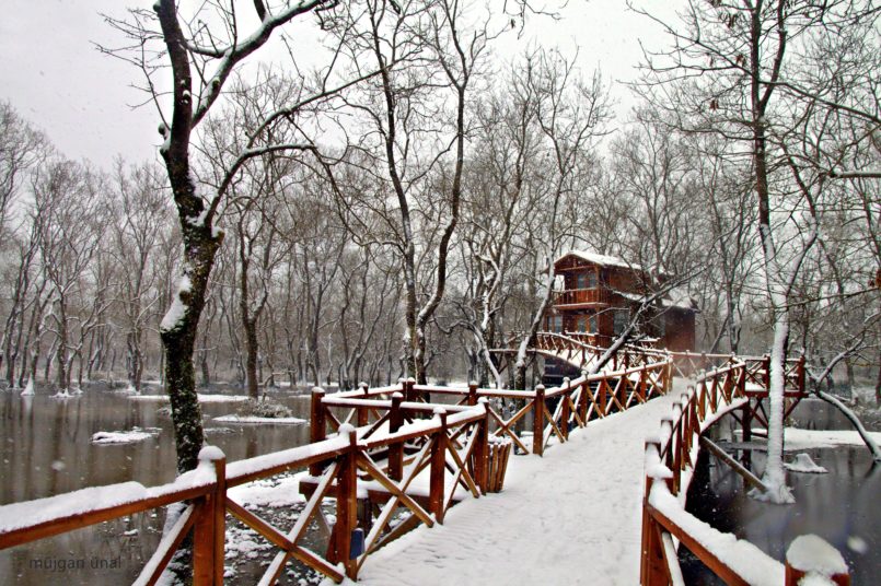 Kızılırmak Deltası Galeriç Longozu