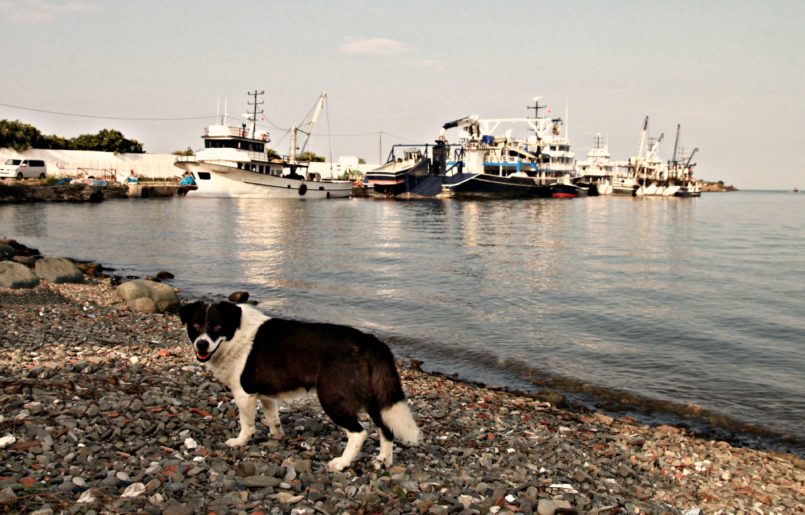 Yakakent Balıkçı Barınağı Alaçam