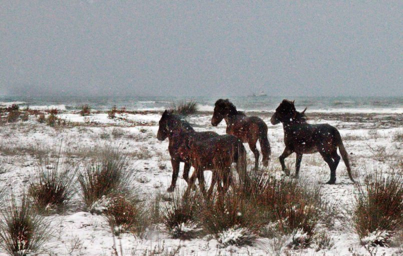 Yoğun Tipi Altında Kızılırmak Deltası Yılkı Atları 