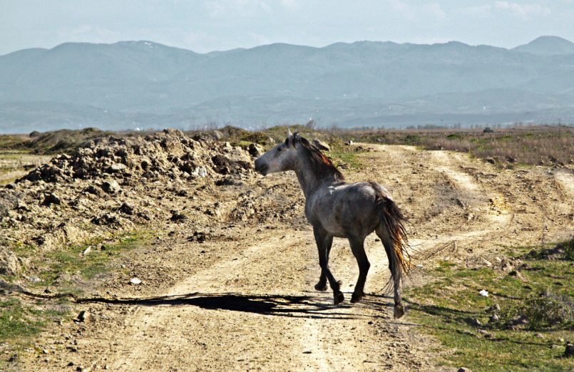 Kızılırmak Deltası Yılkı Atları