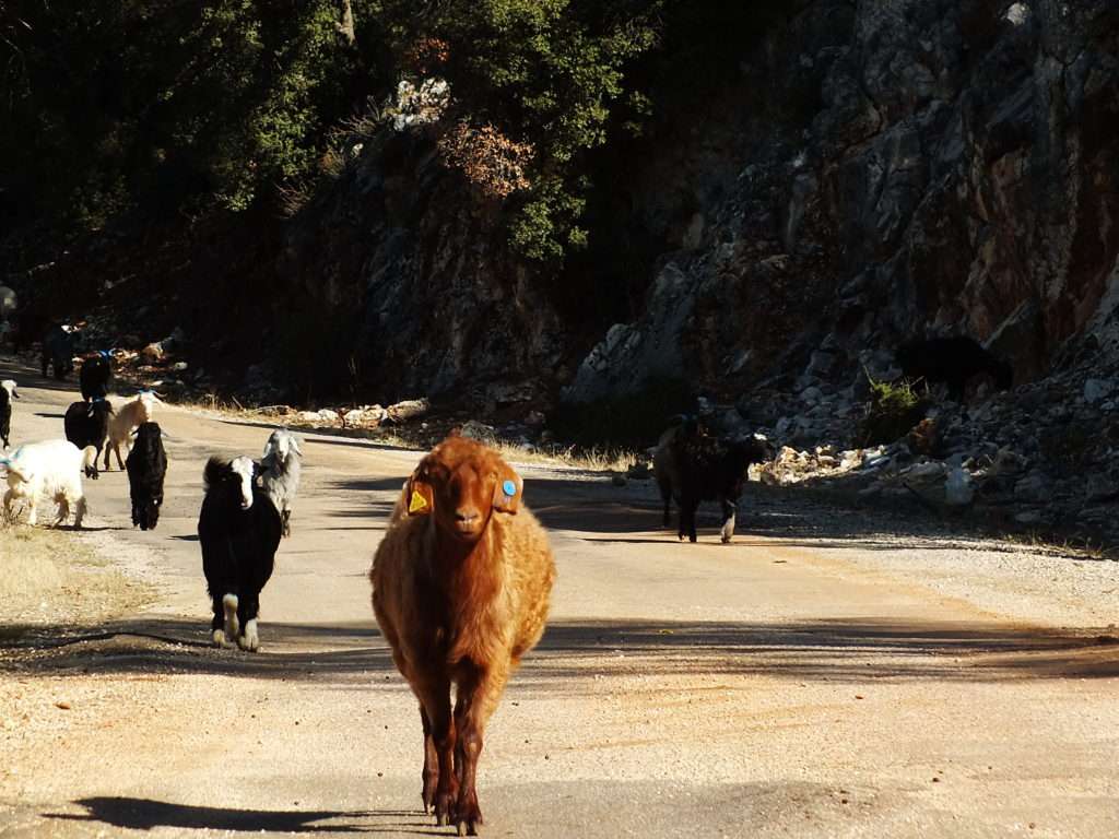 Yolda Karşılaştığımız Bir Sürü