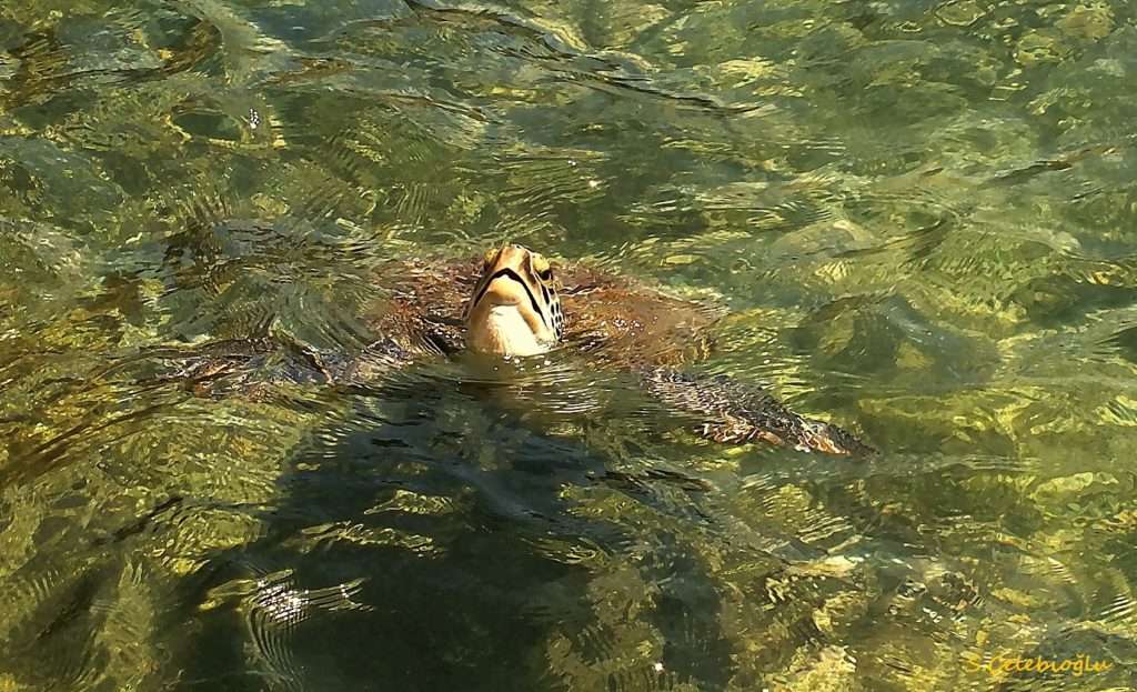 Caretta Carettalar İle Yüzmek