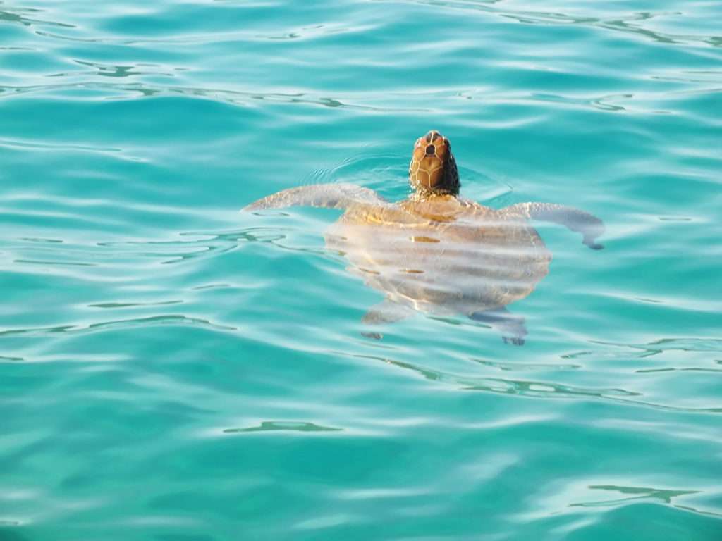 Kekova'da Deniz Kaplumbağaları