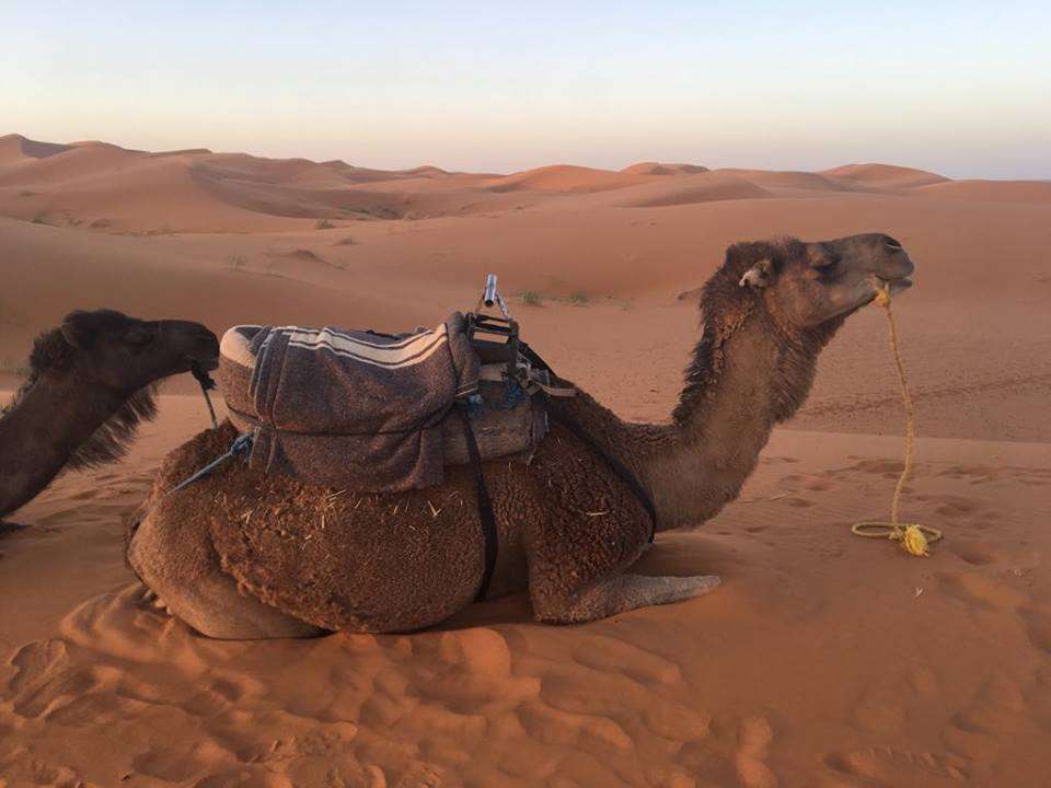 A camel in desert