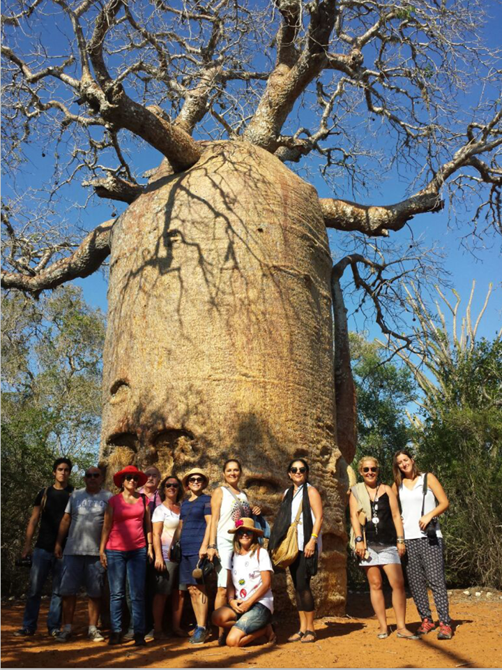 Madagaskar'da Bir Baobab Ağacı