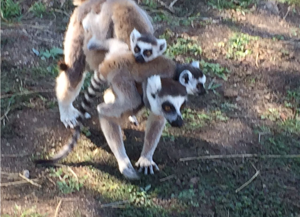 Lemurlar