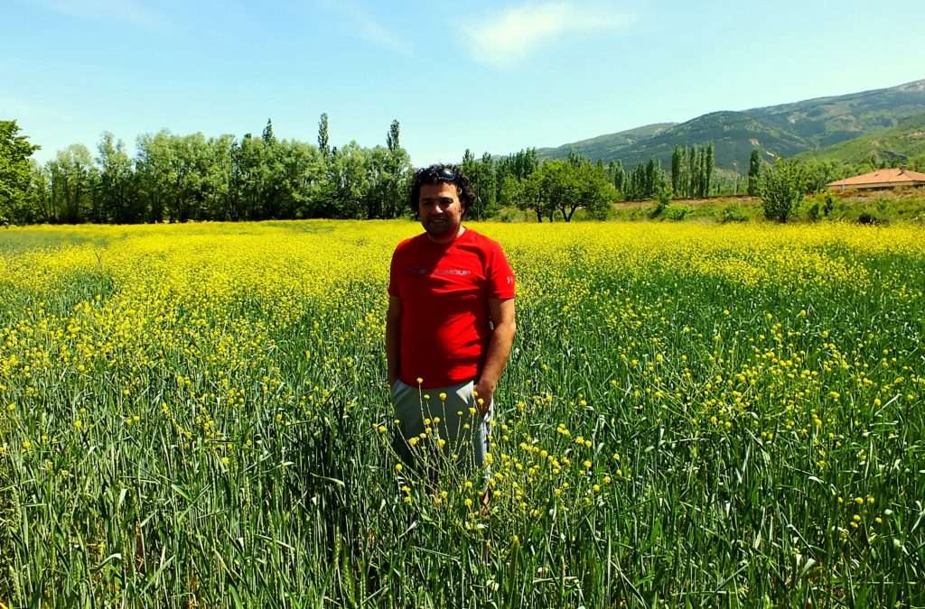 Eber Sarısı Tarlaları