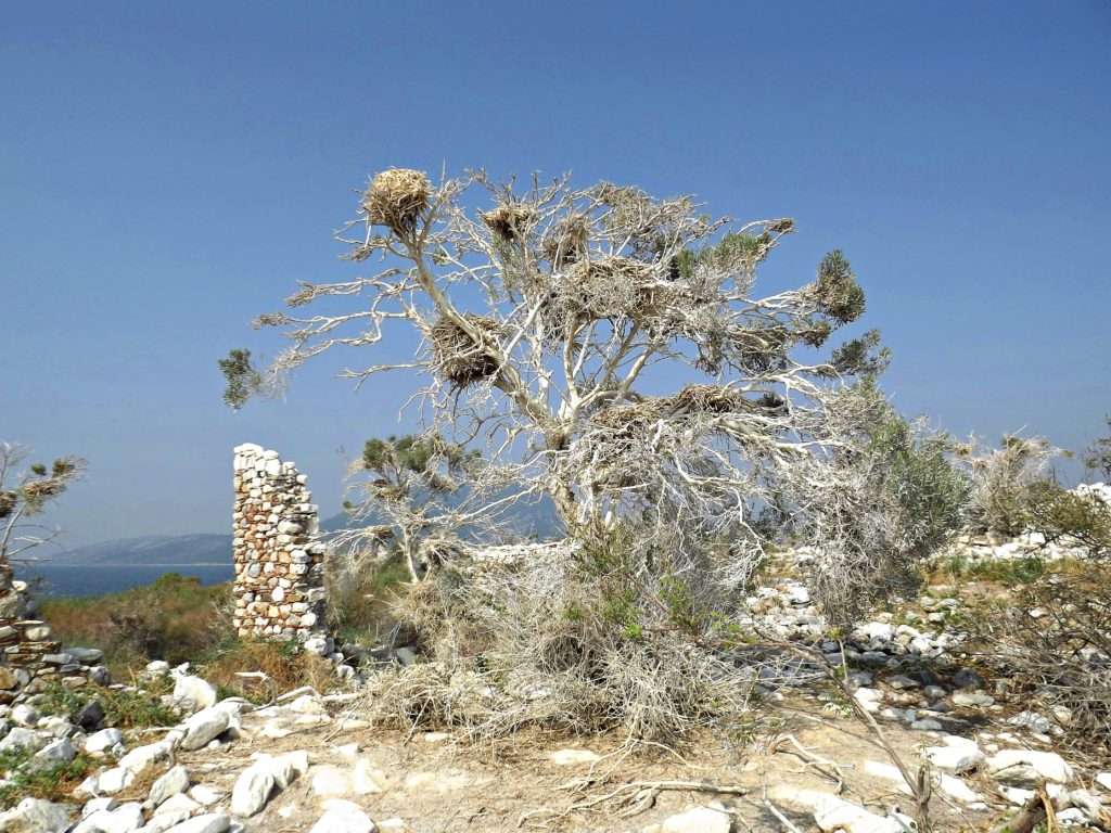 Menet Ada ve Kuş Yuvaları