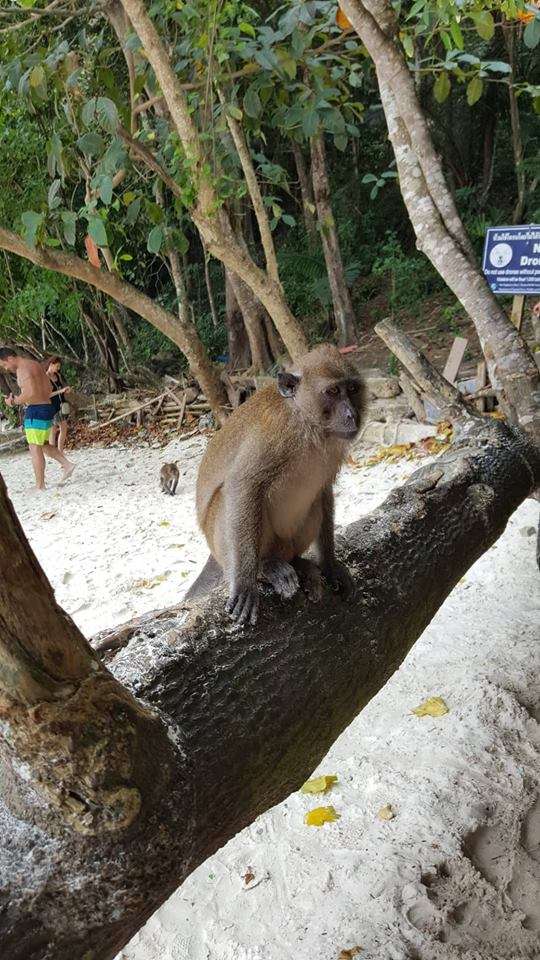 Monkey Beach