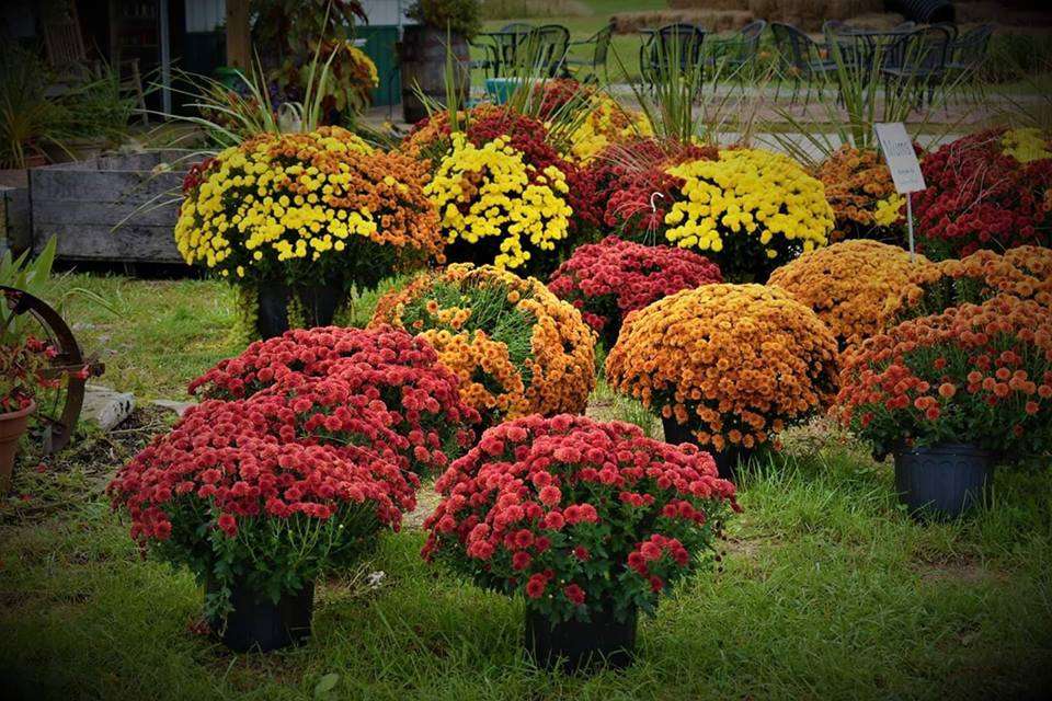 Beautiful “Mum” flowers, Autumn in Kentucky