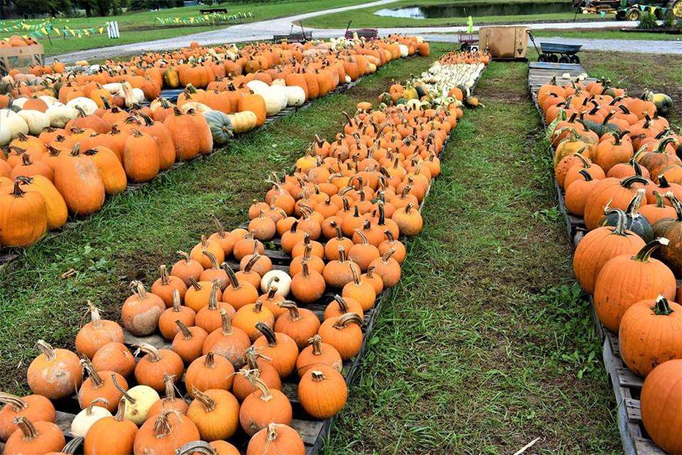 Pumpkin farms, Autumn in Kentucky