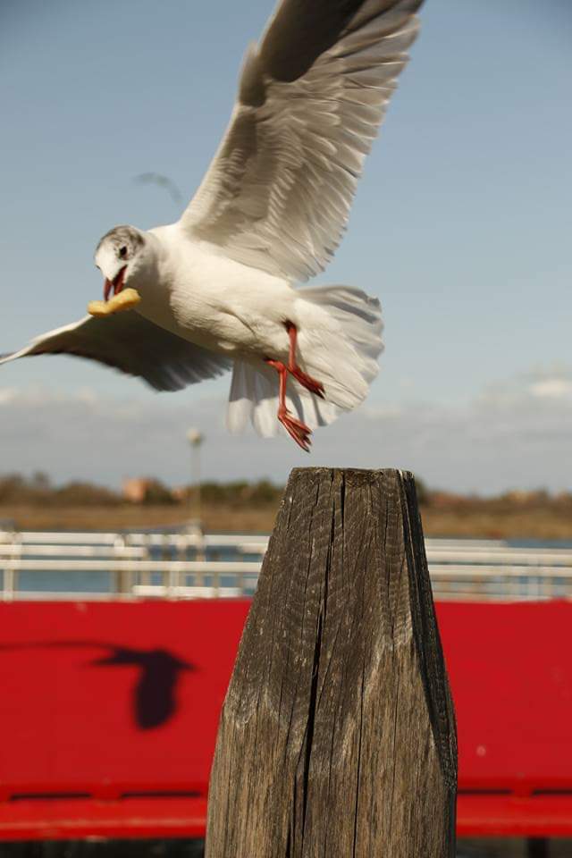 Burano Adası