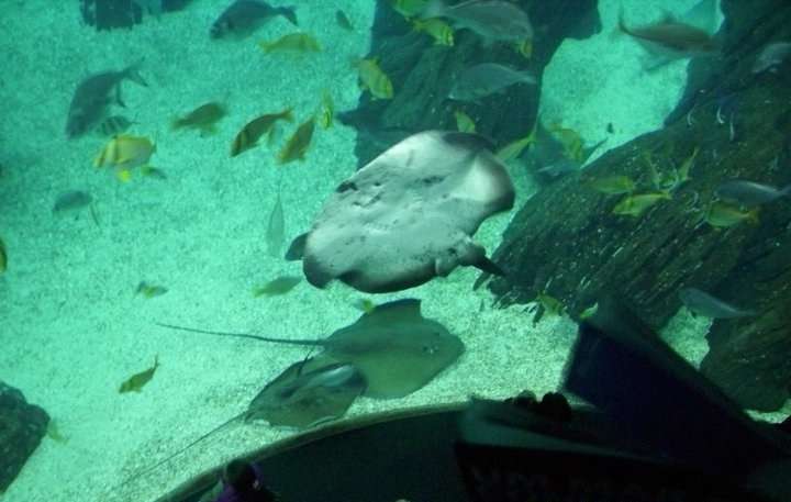 Lizbon Akvaryumu (Oceanário de Lisboa)