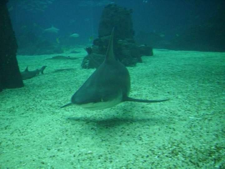 Lizbon Akvaryumu (Oceanário de Lisboa)