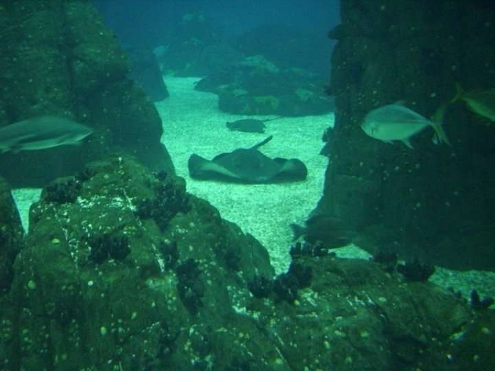 Lizbon Akvaryumu (Oceanário de Lisboa)