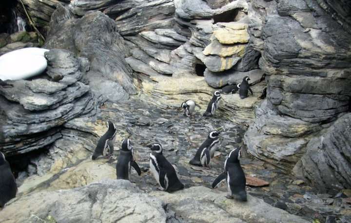 Lizbon Akvaryumu (Oceanário de Lisboa)