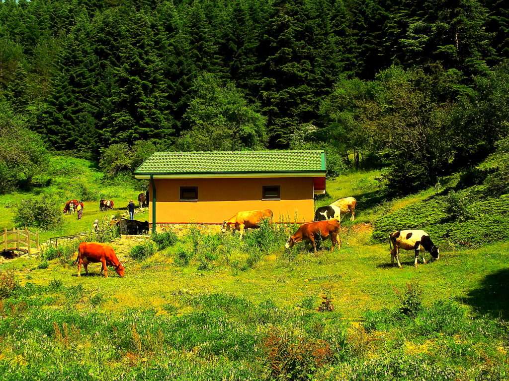 Abant Gölü Tabiat Parkı