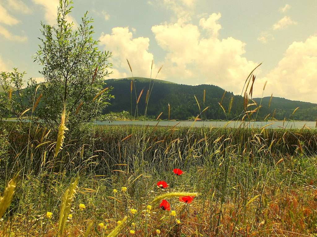 TSE Piknik Alanı