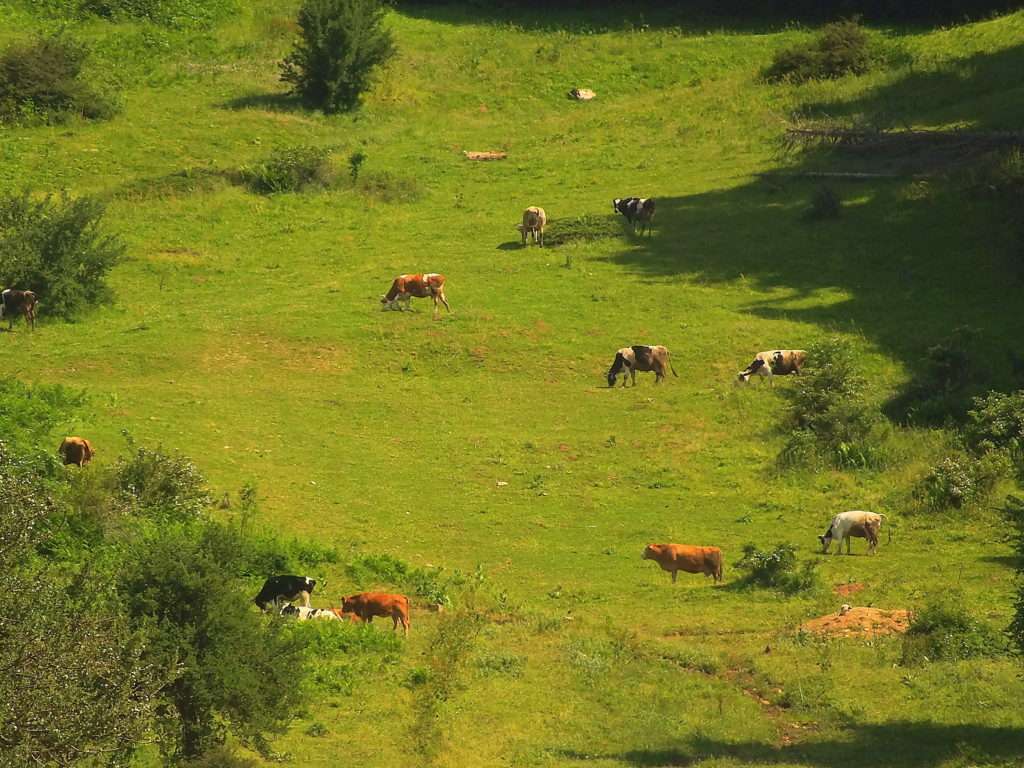 Samat Yaylası