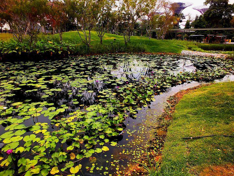 Gardens By The Bay Dünya Bahçeleri