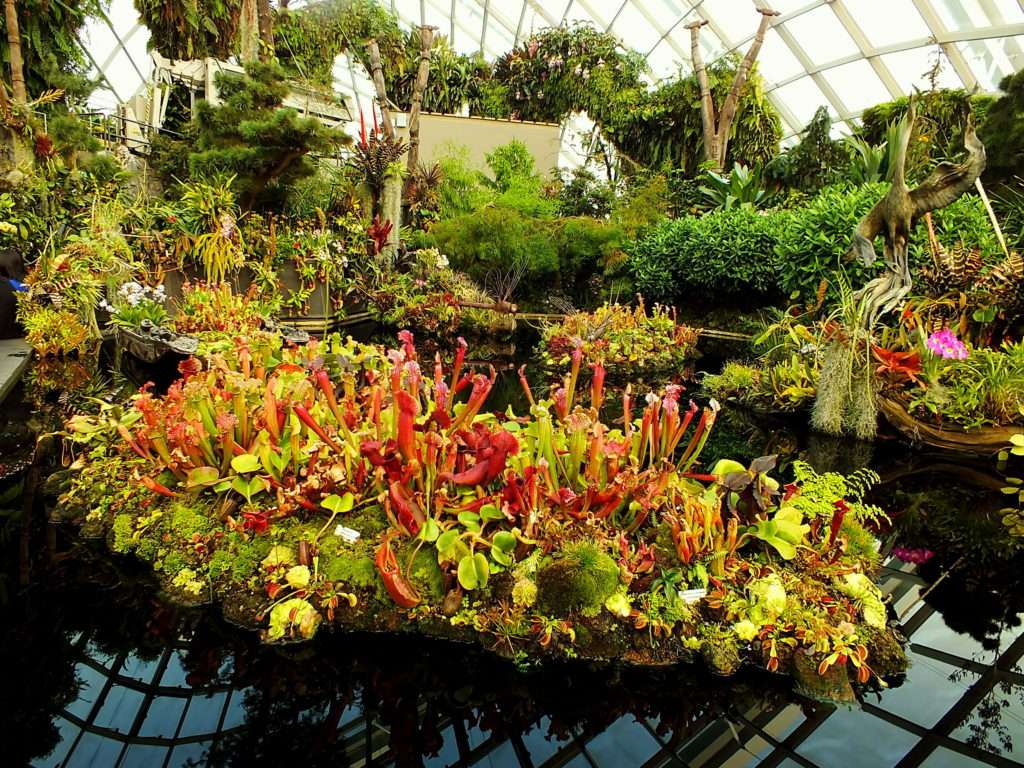 Cloud Forest (Yağmur Ormanı)(Cloud Mountain)