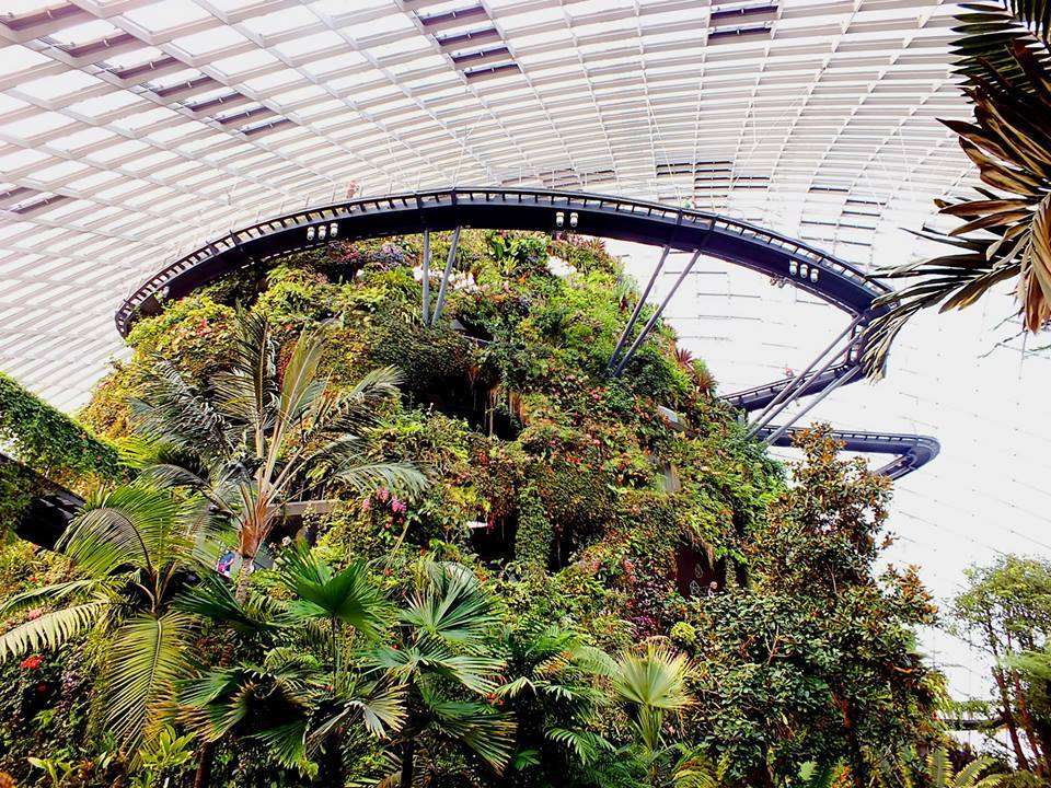 Cloud Forest (Yağmur Ormanı)(Cloud Mountain)