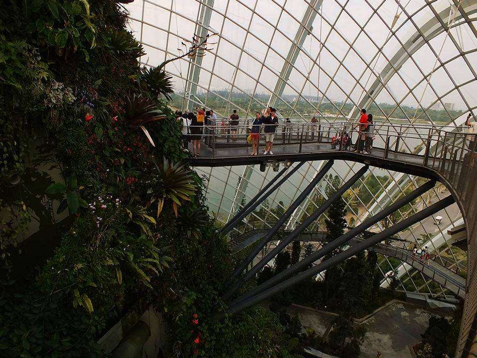 Cloud Forest (Yağmur Ormanı)(Cloud Mountain)