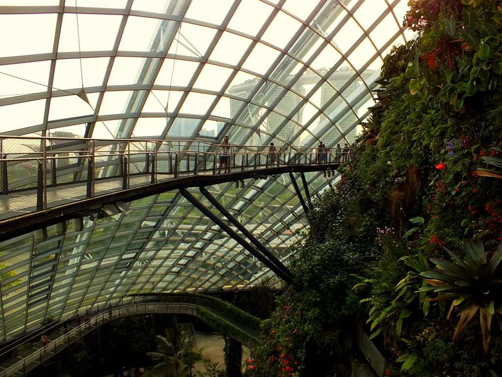 Cloud Forest (Yağmur Ormanı)(Cloud Mountain)