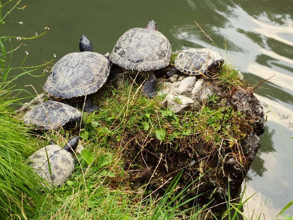 Sempione Parkı (Parco Sempione) ve Kaplumbağalar