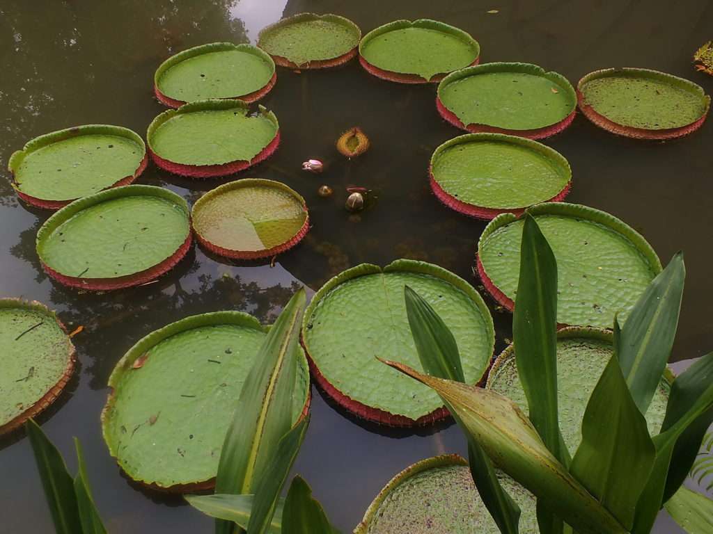 Eco-Lake Nilüferler