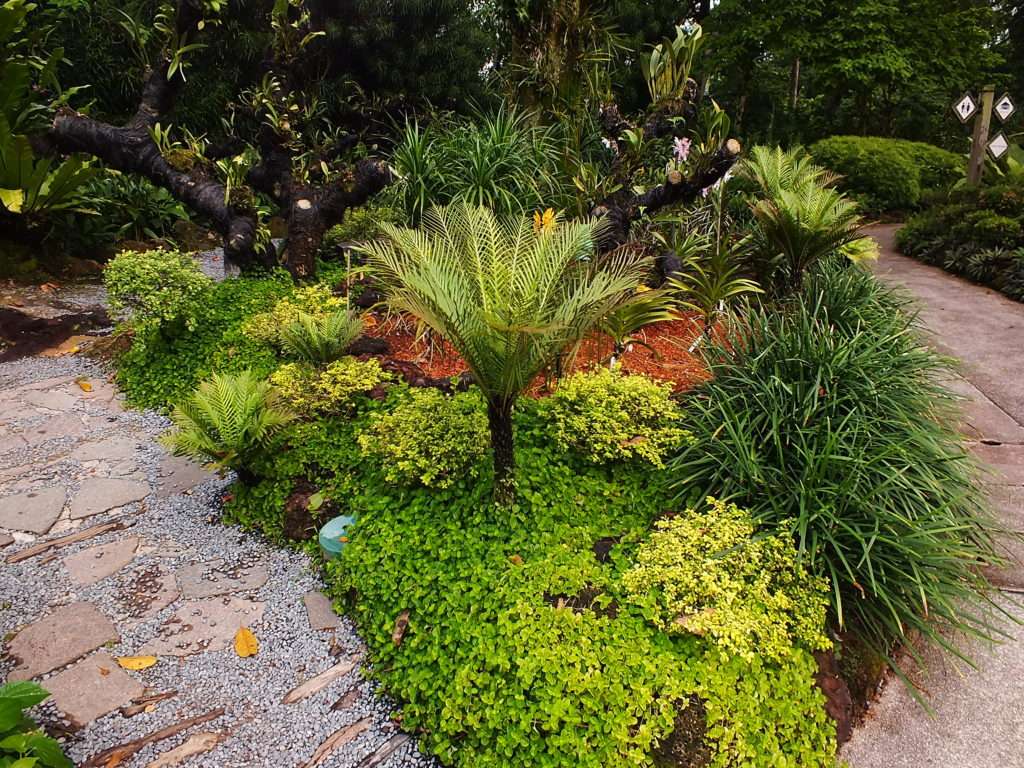 Singapur Botanik Bahçeleri (Singapore Botanic Gardens)