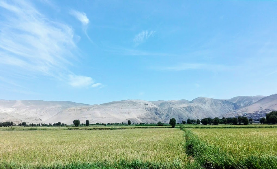 Rice Fields, Arequipa-Perú