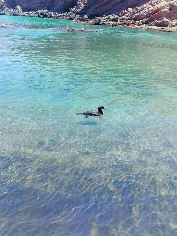 La Caleta del Inca-cormorant