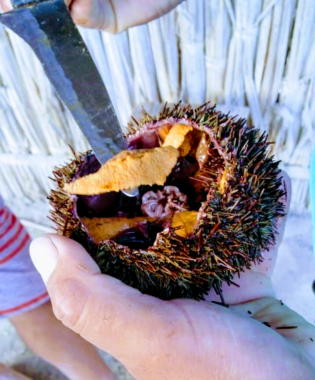 La Caleta del Inca-Sea Urchin