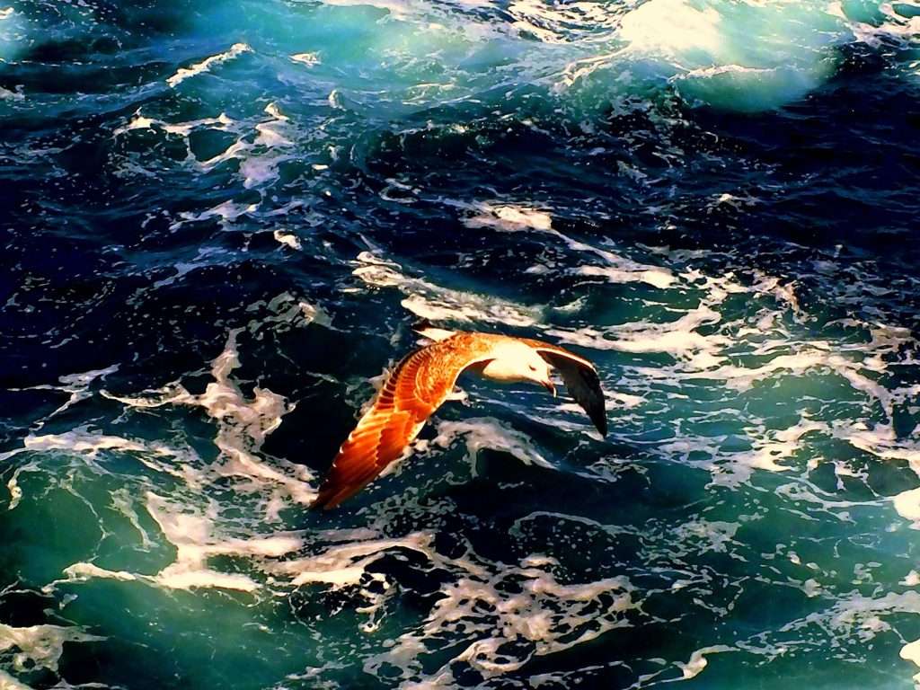 Keramoti-Limenas Feribot Yolculuğu Martılar