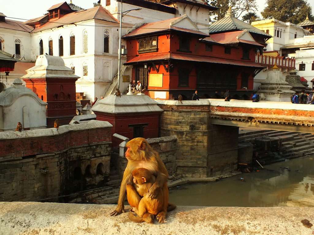 Pashupatinath Tapınağı ve Maymunlar