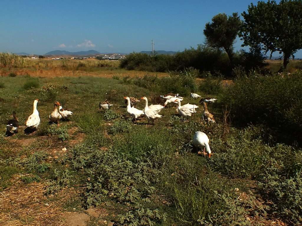 Teos Antik Kenti Yolunda