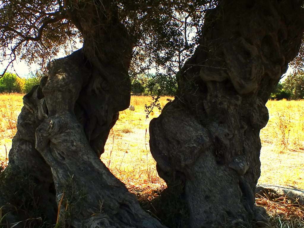 Teos Antik Kenti Zeytin Ağaçları