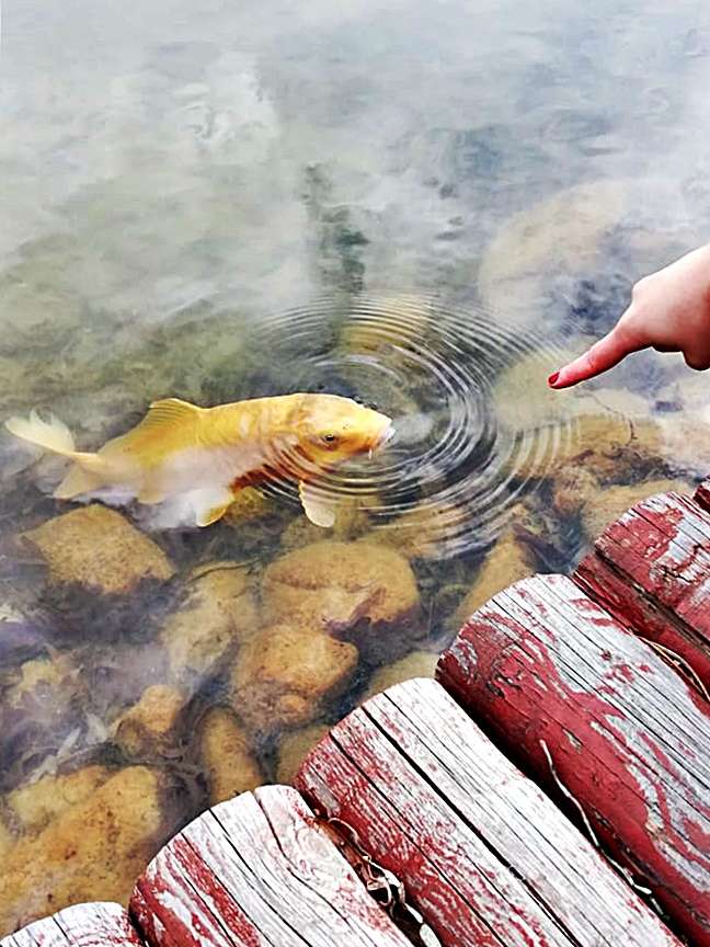 Japon Bahçesi Balıkları Kaman