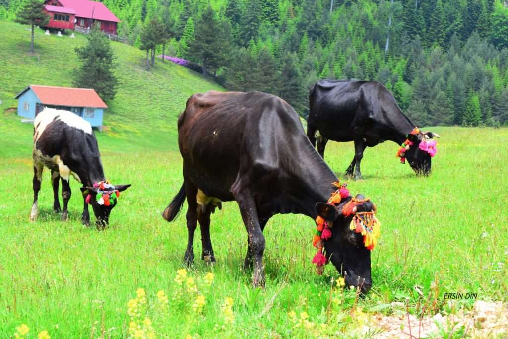 İlk Defa Yaylaya Çıkan İnekler