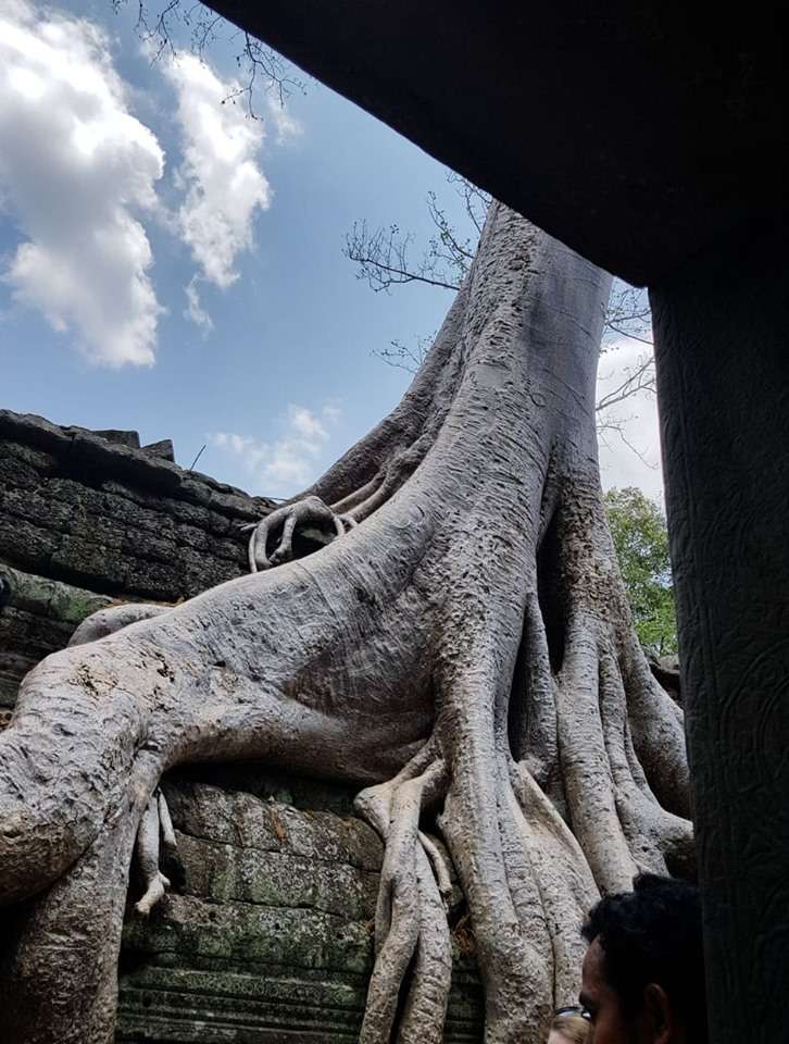 Ta Prohm Tapınağı