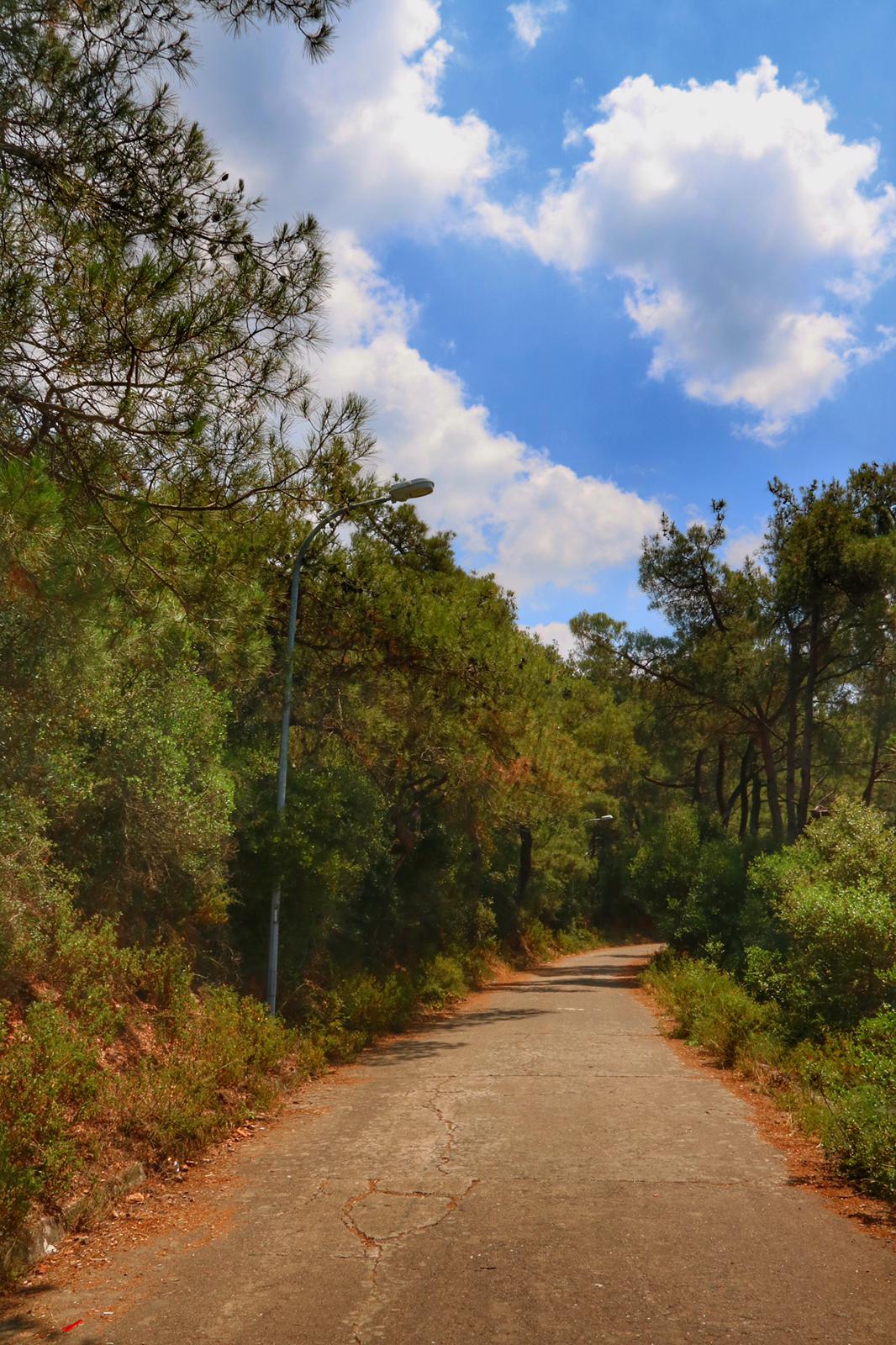 Çam Limanı Yolu