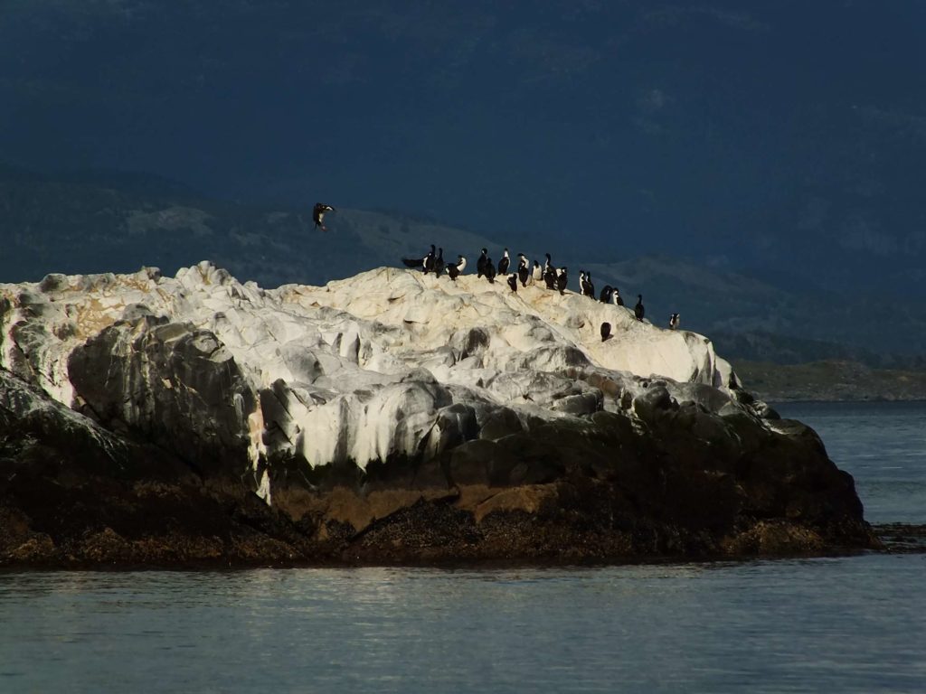 Kuşlar Adası (Isla de los Pájaros) Macellan Karabatağı