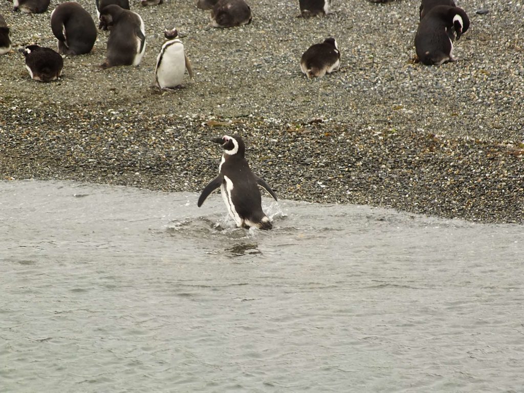 Penguenler Adası (Isla Martillo)(Hammer Island) Ava Giden Bir Penguen