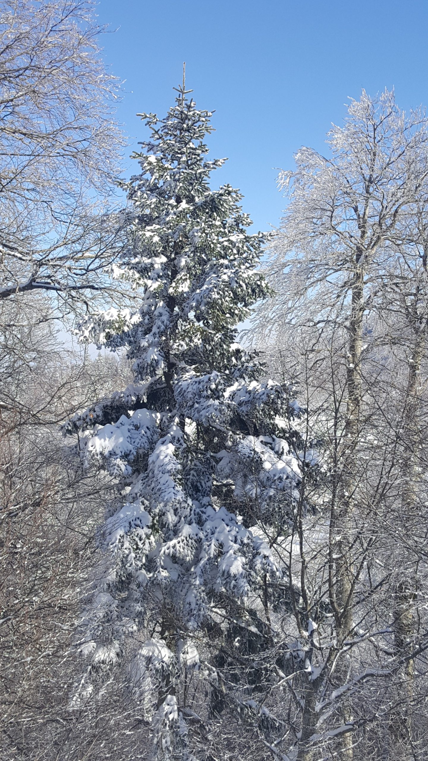 Kartepe Doğası