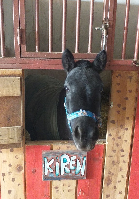 Çocukların At İle Tanışması Bir Pony